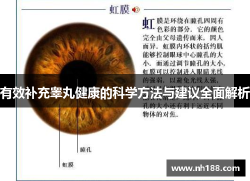 有效补充睾丸健康的科学方法与建议全面解析